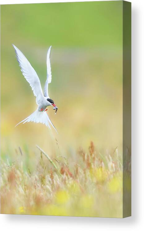 Tern Canvas Print featuring the photograph Landing by Roberto Marchegiani
