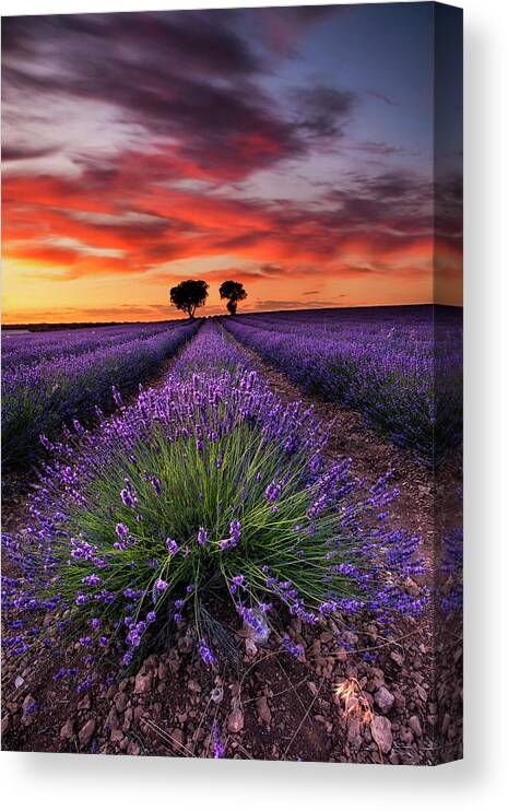 Landscape Canvas Print featuring the photograph Lavender spirits by Jorge Maia