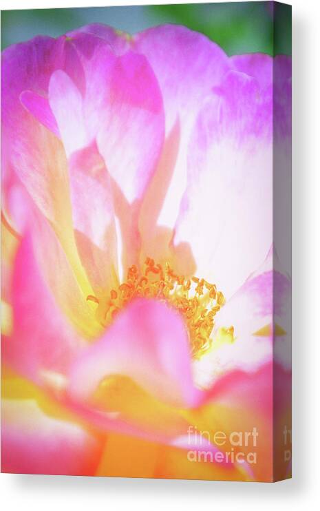 Garden Canvas Print featuring the photograph Layers of Happiness by Becqi Sherman
