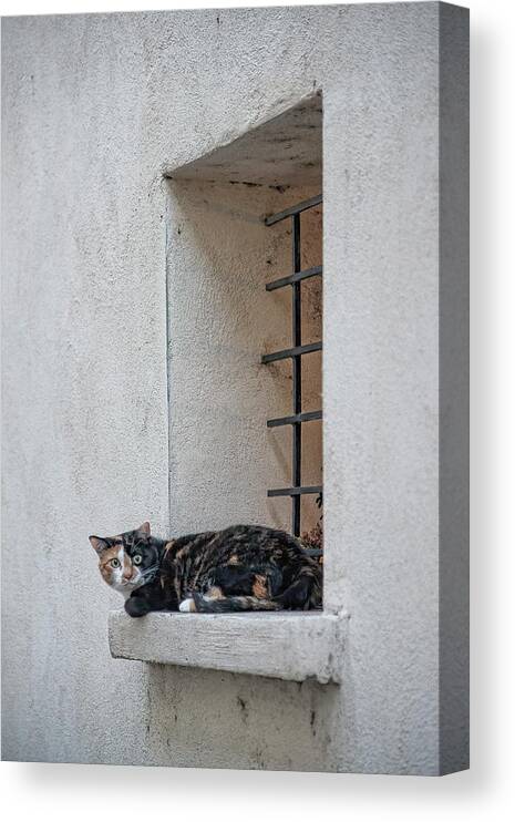 Cat Canvas Print featuring the photograph Lazy Cat by Wade Aiken