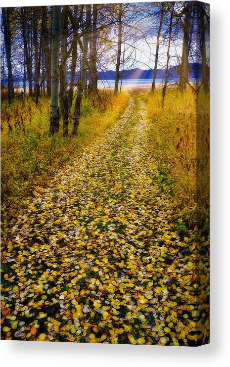 Fall Canvas Print featuring the photograph Leaves On Trail by Tom Gresham