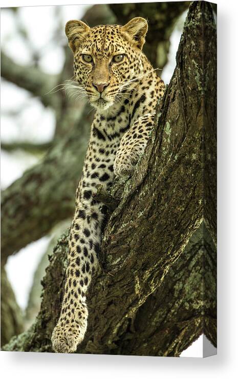 Dawn Canvas Print featuring the photograph Leopard, Ndutu Plains, Tanzania by Paul Souders