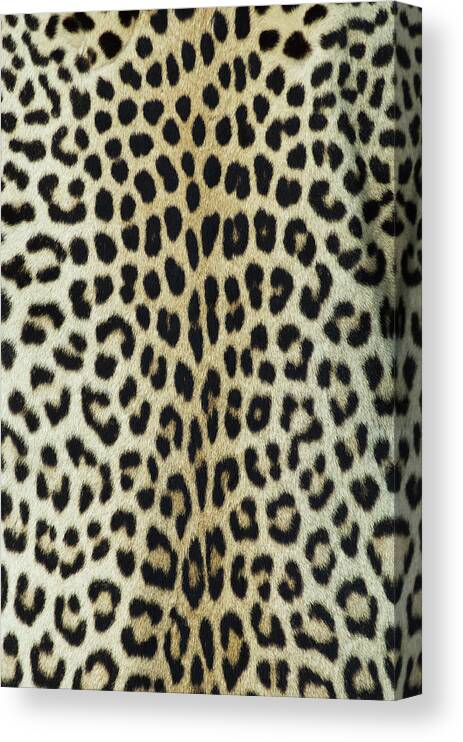 Material Canvas Print featuring the photograph Leopard Skinhide by Herkisi