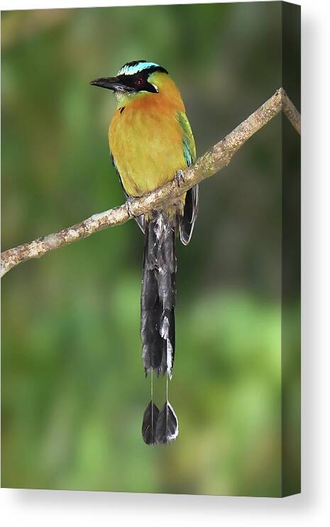 Neotropical Bird Canvas Print featuring the photograph Lesson's Motmot by Alan Lenk