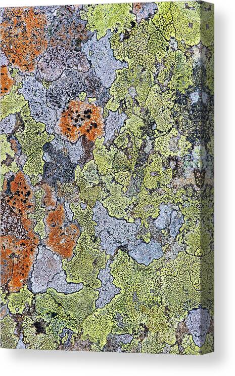 Lichen Canvas Print featuring the photograph Lichen on Stone by Tim Gainey