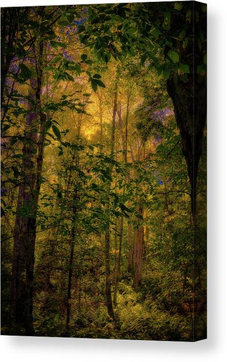 Light In The Forest Canvas Print featuring the photograph Light in the Forest by David Patterson