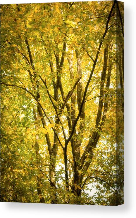 Autumn Canvas Print featuring the photograph Light in the leaves by Philippe Sainte-Laudy