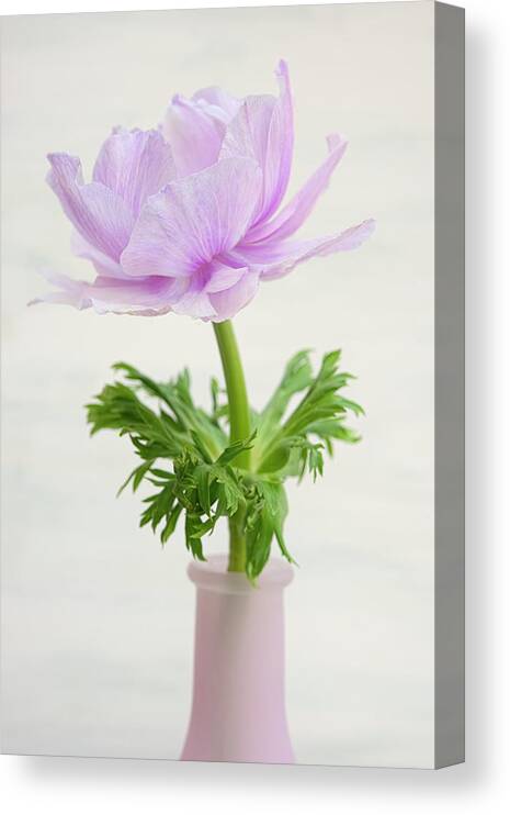 Lilac Anemone Canvas Print featuring the photograph Lilac Anemone by Cora Niele