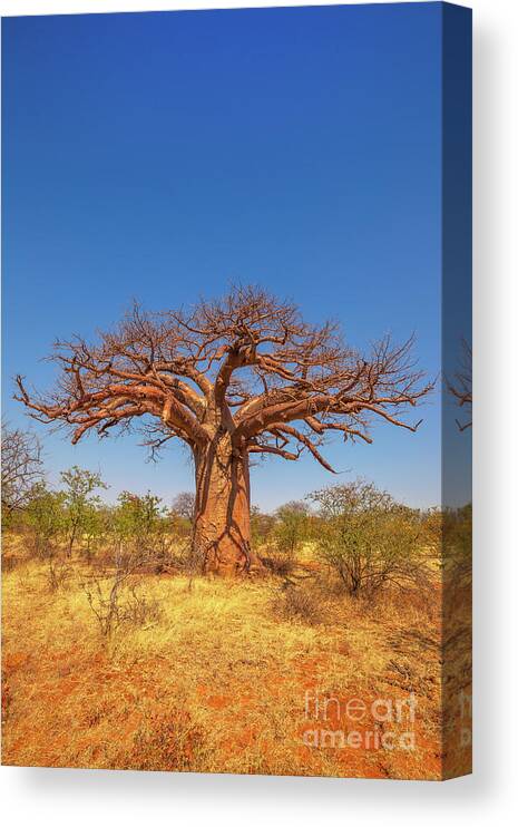 Baobab Canvas Print featuring the photograph Limpopo Baobab tree by Benny Marty