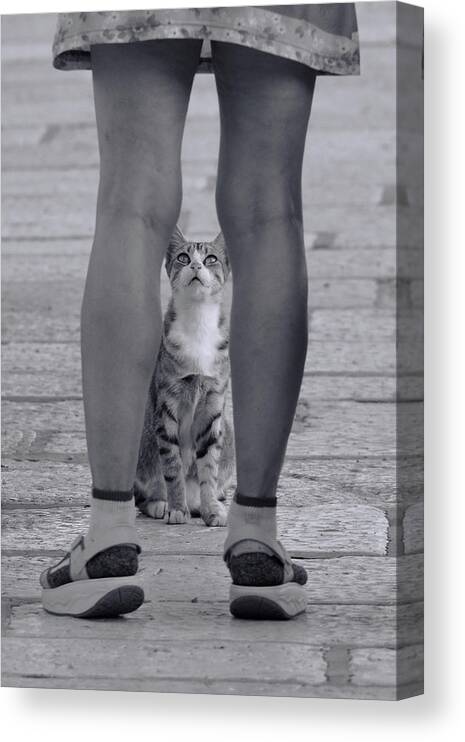Cat Canvas Print featuring the photograph Little Prayer by Dragan M. Babovic