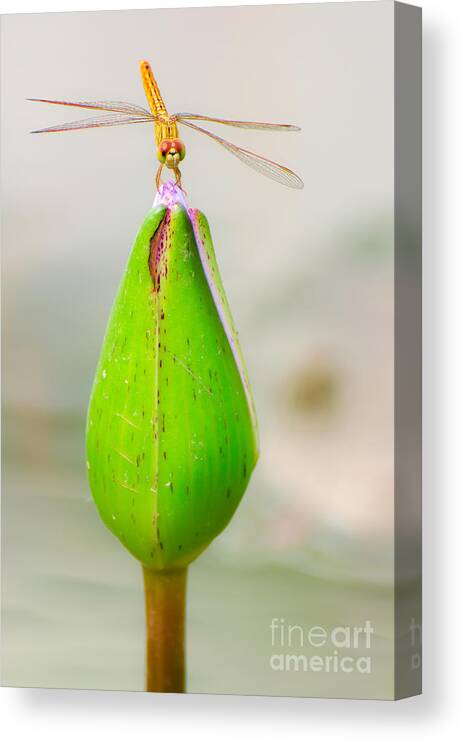 Pond Canvas Print featuring the photograph Lotus Flower Dragonfly by Here Asia