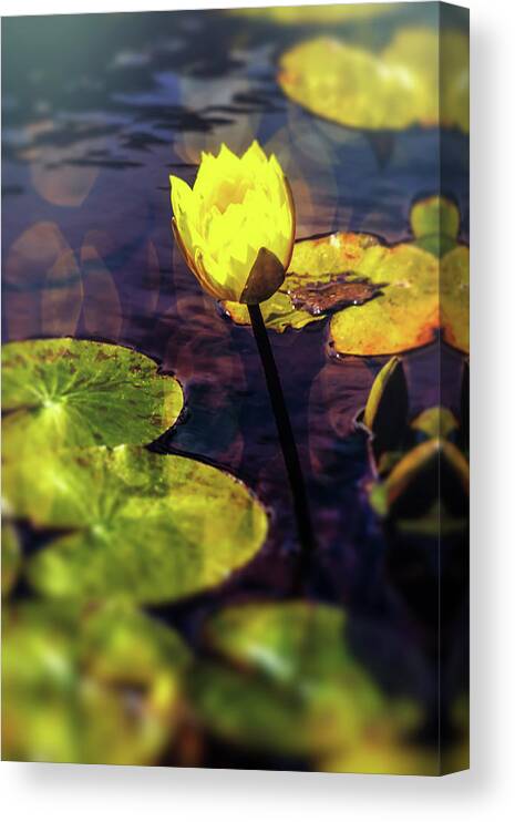Yellow Canvas Print featuring the photograph Lovely Yellow Pond Lily by Garry Gay