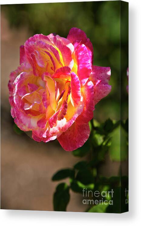 Rose Canvas Print featuring the photograph Luminosity by Kathy McClure