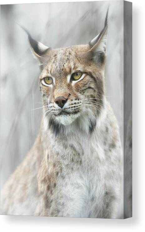 Lynx Canvas Print featuring the photograph Lynx Portrait In The Fog by Santiago Pascual Buye