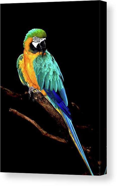 Macaw Canvas Print featuring the photograph Macaw by David Keith Jr. (all Rights Reserved)