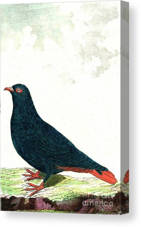 1856 Canvas Print featuring the photograph Madagascan Blue Pigeon by Collection Abecasis/science Photo Library