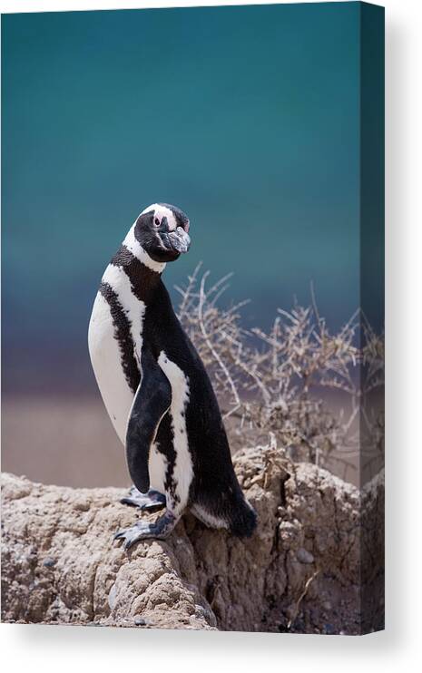 Animal Themes Canvas Print featuring the photograph Magellanic Penguin At Peninsula Valdes by Holger Leue