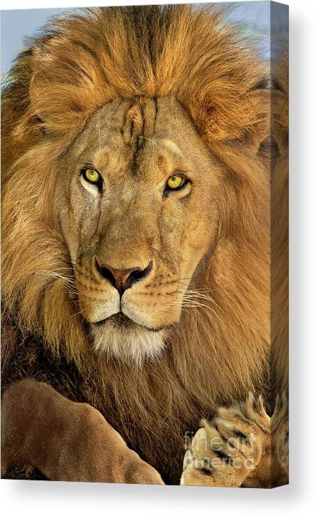 Dave Welling Canvas Print featuring the photograph Male African Lion Portrait Wildlife Rescue by Dave Welling