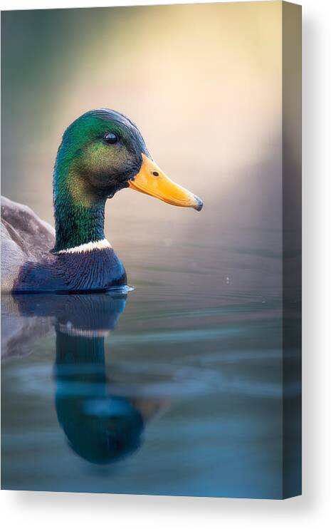 Mallard Canvas Print featuring the photograph Mallard Duck by Alex Zhao