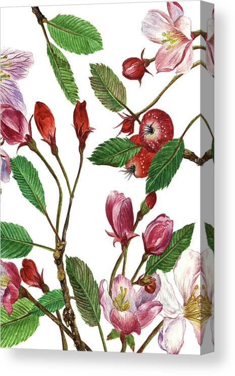 Botanical Canvas Print featuring the painting Malus Melliana II by Melissa Wang