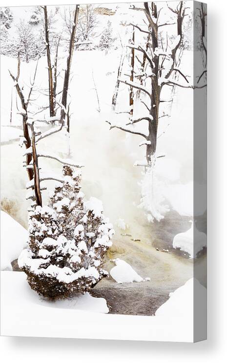 Sebastian Kennerknecht Canvas Print featuring the photograph Mammoth Hot Springs Trees In Winter by Sebastian Kennerknecht