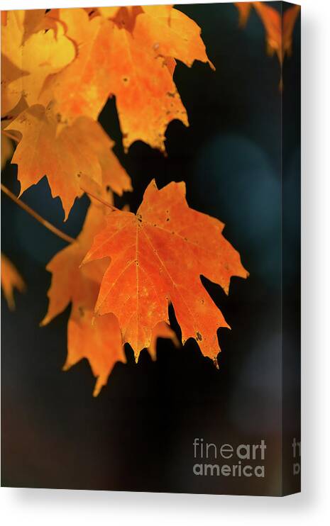 Cayce Canvas Print featuring the photograph Maple-1 by Charles Hite