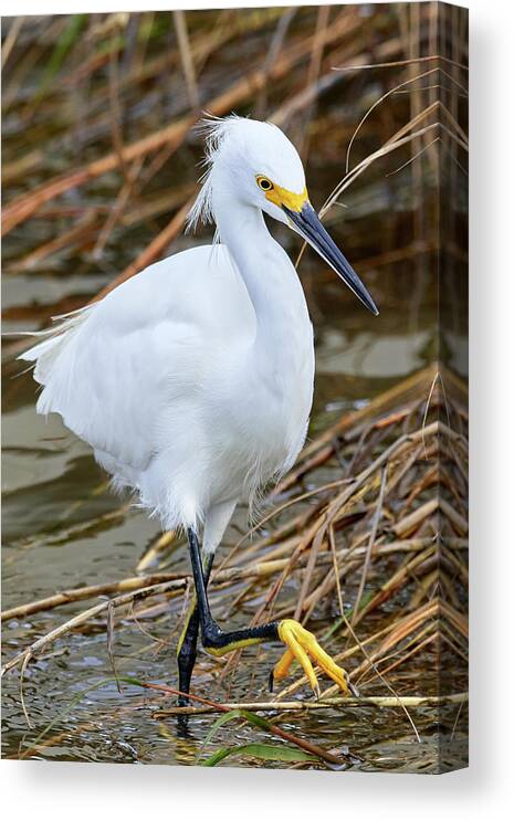 Wildlife Canvas Print featuring the photograph Marching Egret by Paul Freidlund