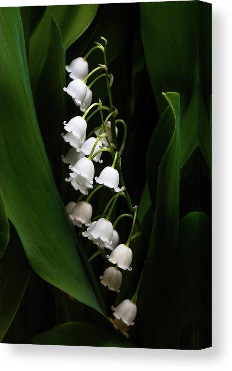 Convallaria Majalis Canvas Print featuring the photograph May Lily aka Lily of the Valley by Tom Mc Nemar