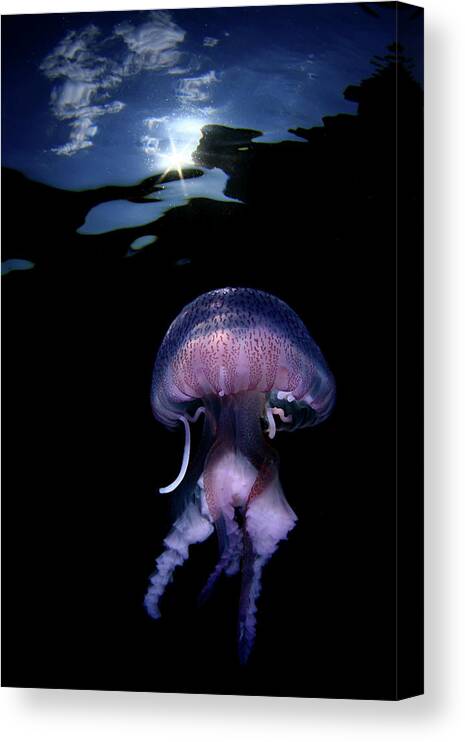 Underwater Canvas Print featuring the photograph Medusa Pelagia Noctiluca by 548901005677