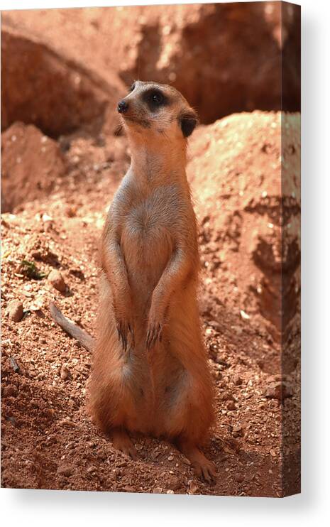 Meerkat Bz17 3 Canvas Print featuring the photograph Meerkat Bz17 3 by Robert Michaud