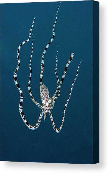Underwater Canvas Print featuring the photograph Mimic Octopus by Adam Minu - Caminu.com