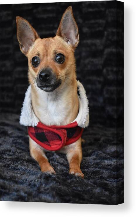 Chihuahua Canvas Print featuring the digital art Miracle by Cassidy Marshall