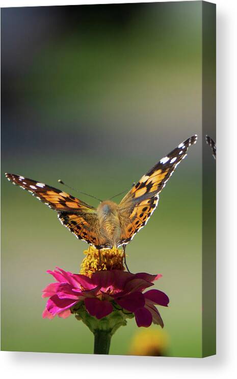 Monarch Canvas Print featuring the photograph Monarch on a Pink Zinnia by Jason Fink