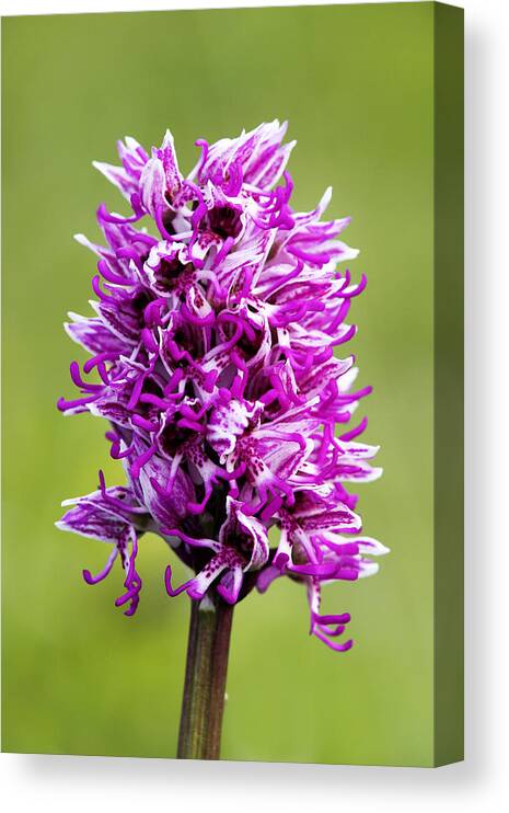 Kent Canvas Print featuring the photograph Monkey Orchid, Orchis Simia, Spike by David Clapp