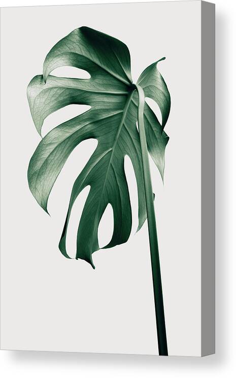 Botanical Canvas Print featuring the photograph Monstera Natural 44 by 1x Studio Iii