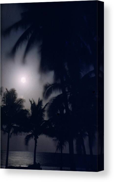 Moon Canvas Print featuring the photograph Moon Through Palm Trees by Eliot Elisofon