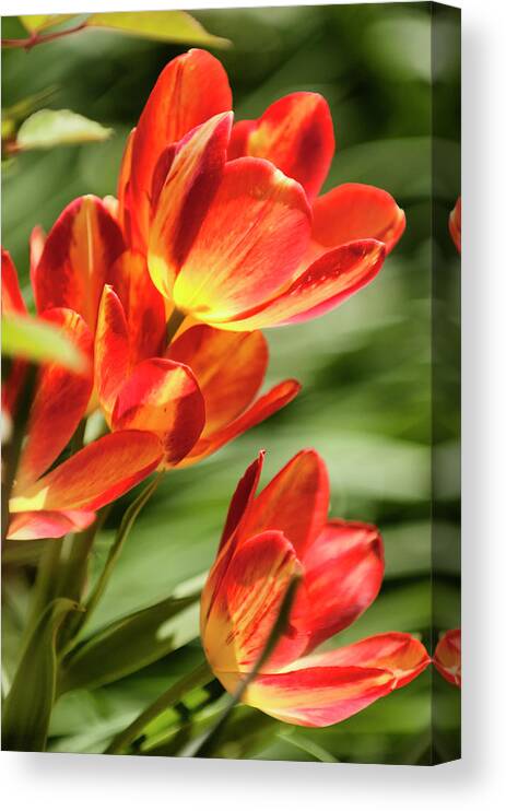 Rockville Canvas Print featuring the photograph Multiflowering Tulips Antoinette by Maria Mosolova