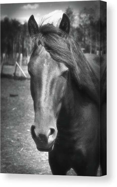 Horses Canvas Print featuring the photograph My friend by Daniel Martin