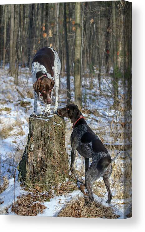 German Shorthaired Pointers Canvas Print featuring the photograph My Stump by Brook Burling