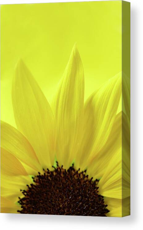Yellow Canvas Print featuring the photograph My Sunshine by Michelle Wermuth