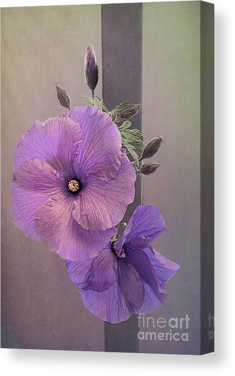 Native Canvas Print featuring the photograph Native Hibiscus by Elaine Teague