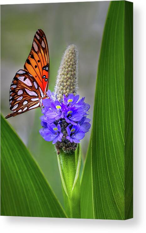 Butterfly Canvas Print featuring the photograph Nature's Beauty by James Woody