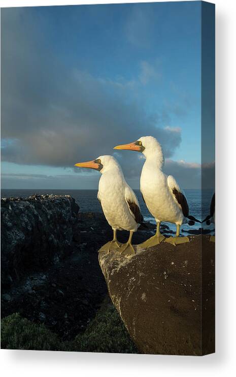 Animal Canvas Print featuring the photograph Nazca Booby Pair On Coast by Tui De Roy