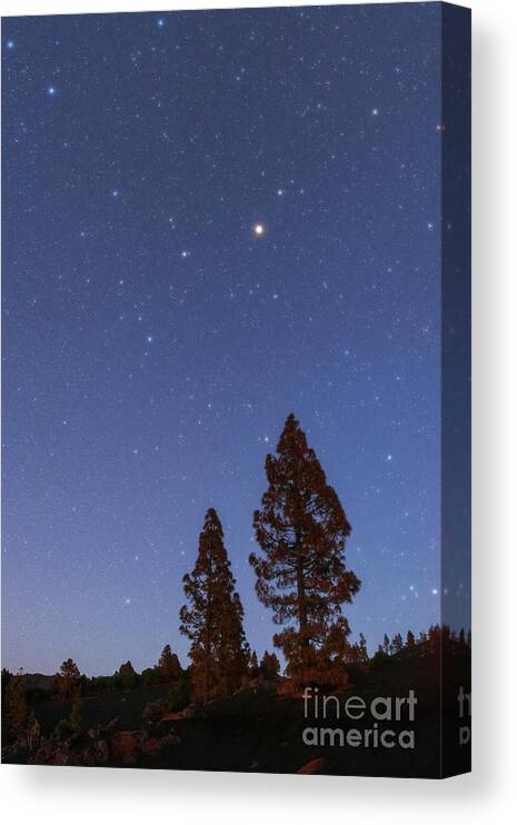 Nobody Canvas Print featuring the photograph Night Sky Over Pine Trees by Amirreza Kamkar / Science Photo Library