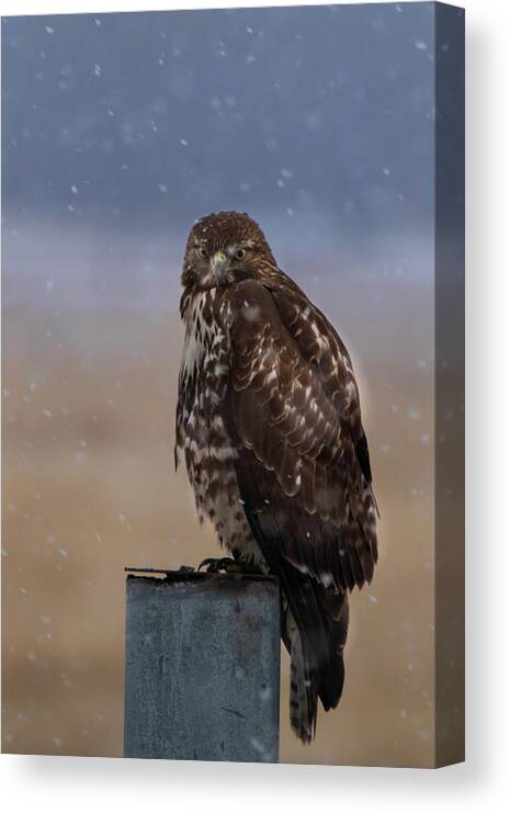 Hawk Canvas Print featuring the photograph Not Impressed by Randy Robbins