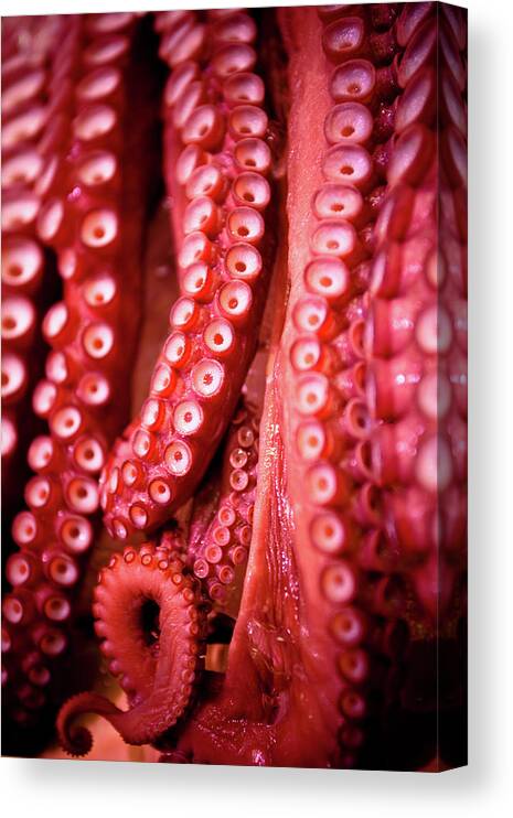 Hokkaido Canvas Print featuring the photograph Octopus by Kelly Cheng Travel Photography