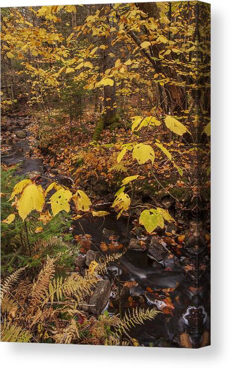 Autumn Canvas Print featuring the photograph On Golden Brook by Irwin Barrett