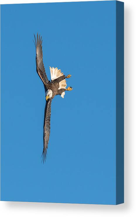 Bald-eagle Canvas Print featuring the photograph On Target by C. Mei