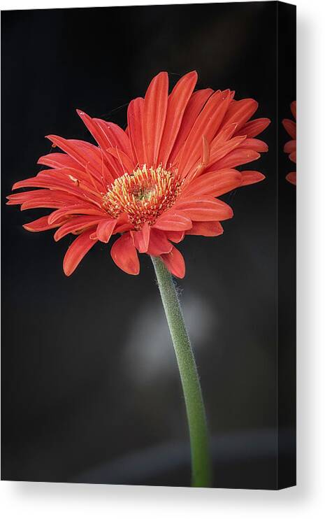 Flowers Canvas Print featuring the photograph Orange Gerbera by Robert Fawcett