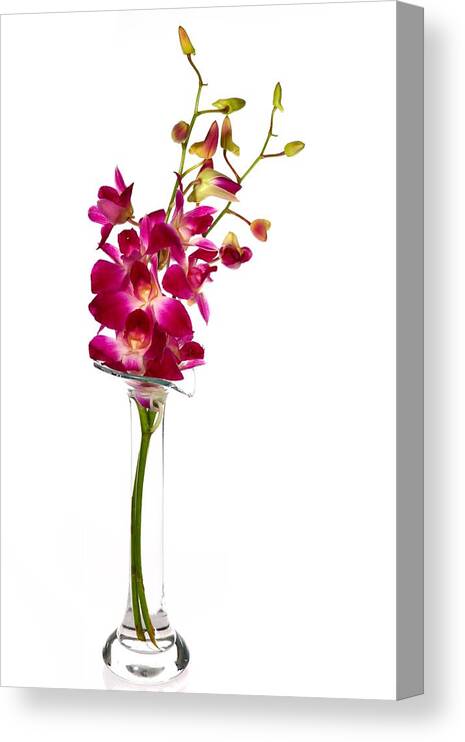 White Background Canvas Print featuring the photograph Orchid by Hypertizer